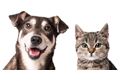 診療対象動物は犬と猫